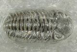 Phacopid (Adrisiops) Trilobite - Jbel Oudriss, Morocco #377016-3